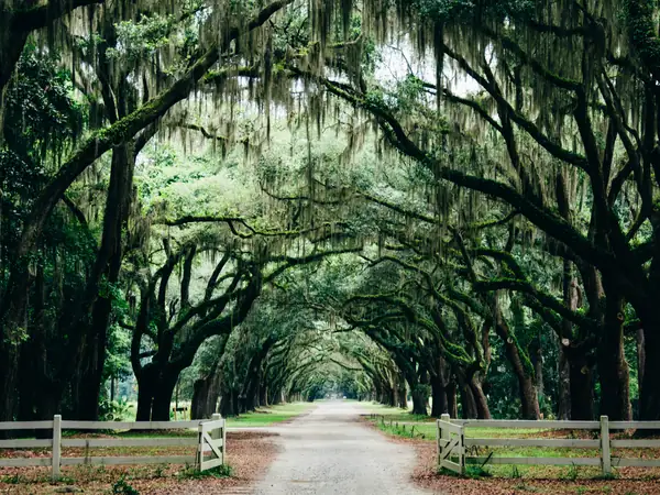 A shady park path under an archway of old trees