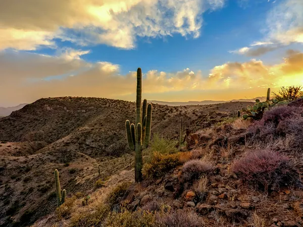 A saguaro cactus on a desert ridge at golden hour